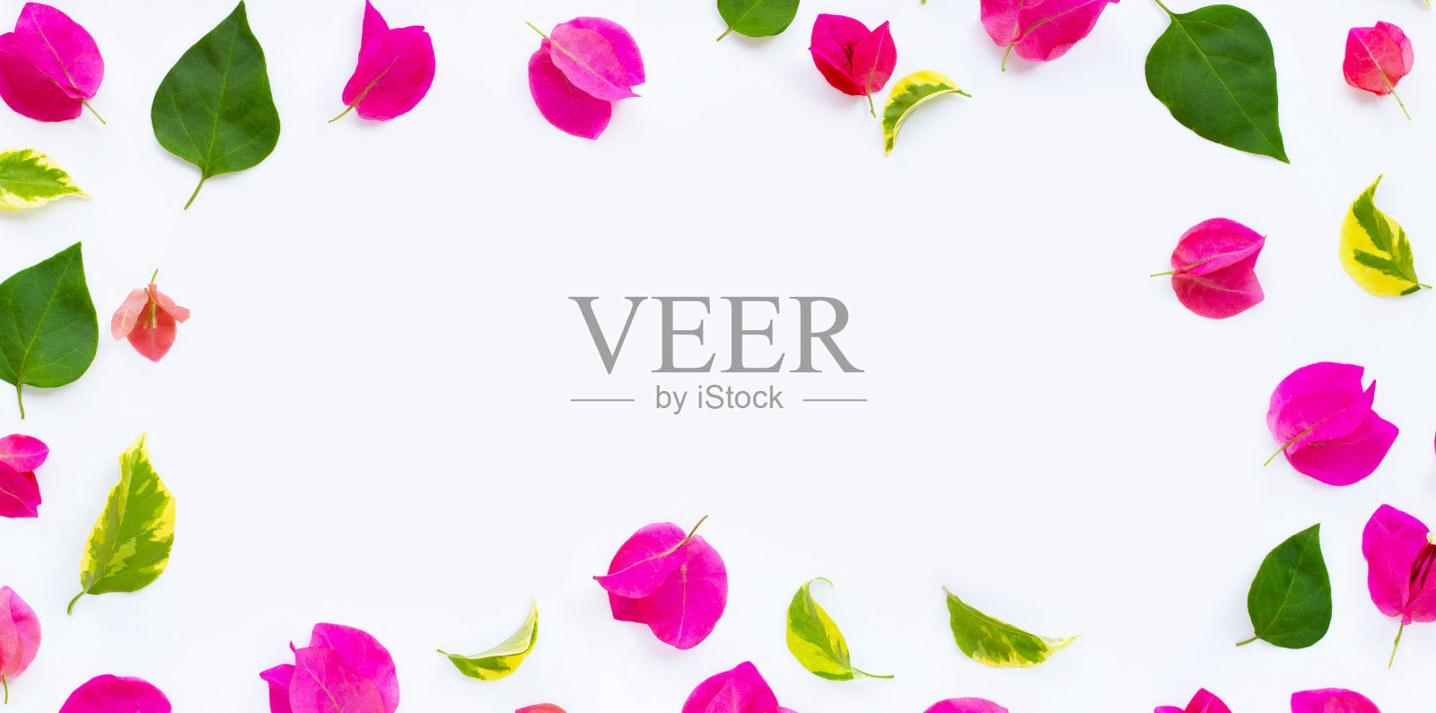 框架由美丽的红色九重葛花和叶子在白色的背景。夏天背景的概念。照片摄影图片