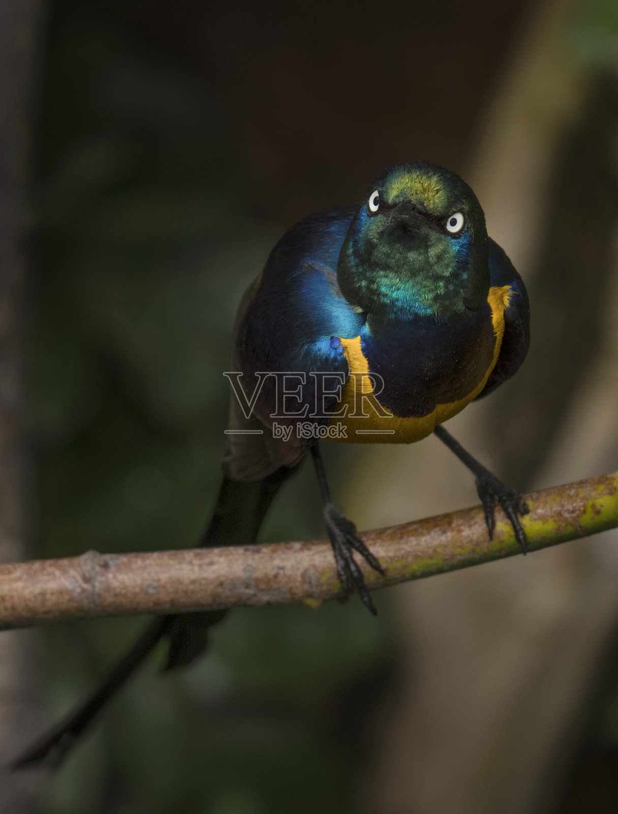 栖息在树枝上的彩色金属八哥鸟照片摄影图片