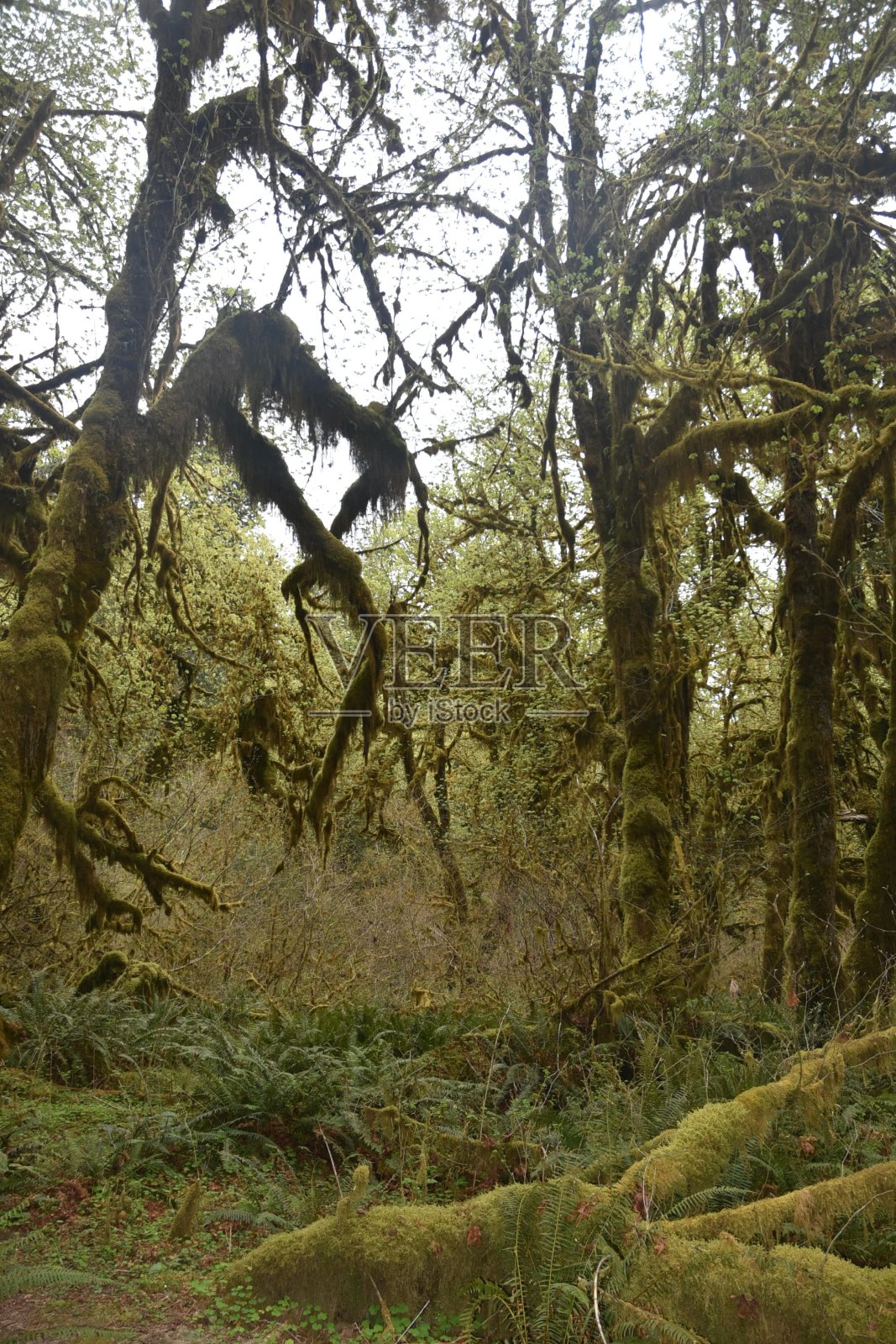 穿越精灵森林之旅照片摄影图片