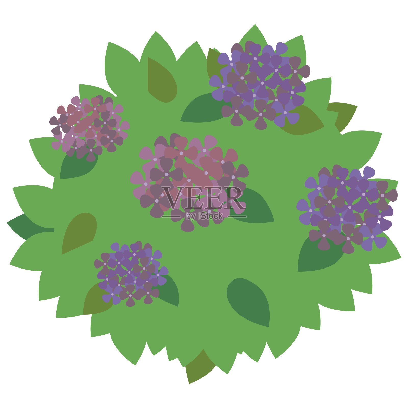 一株盛开着几朵花的绣球花插画图片素材