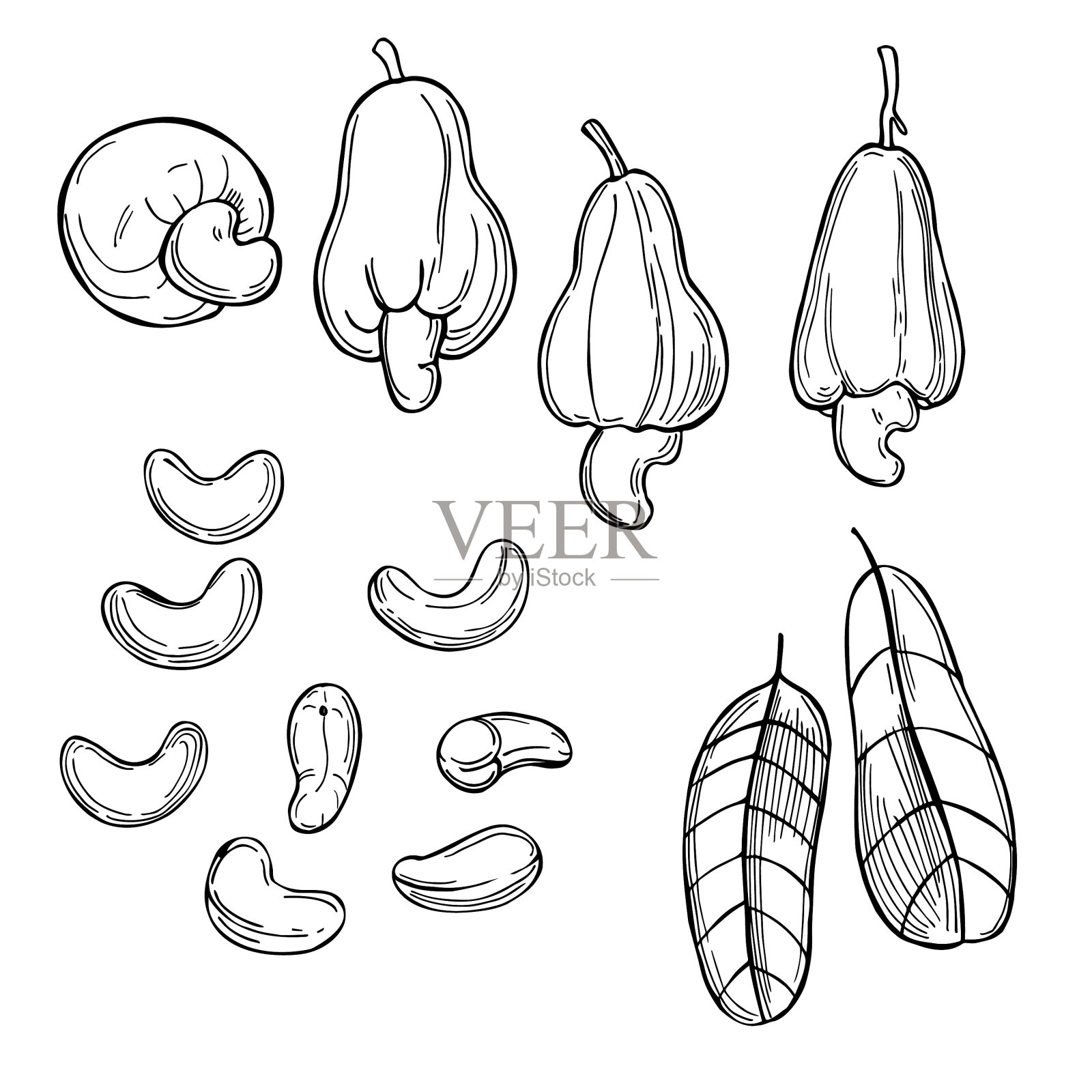 腰果插画图片素材