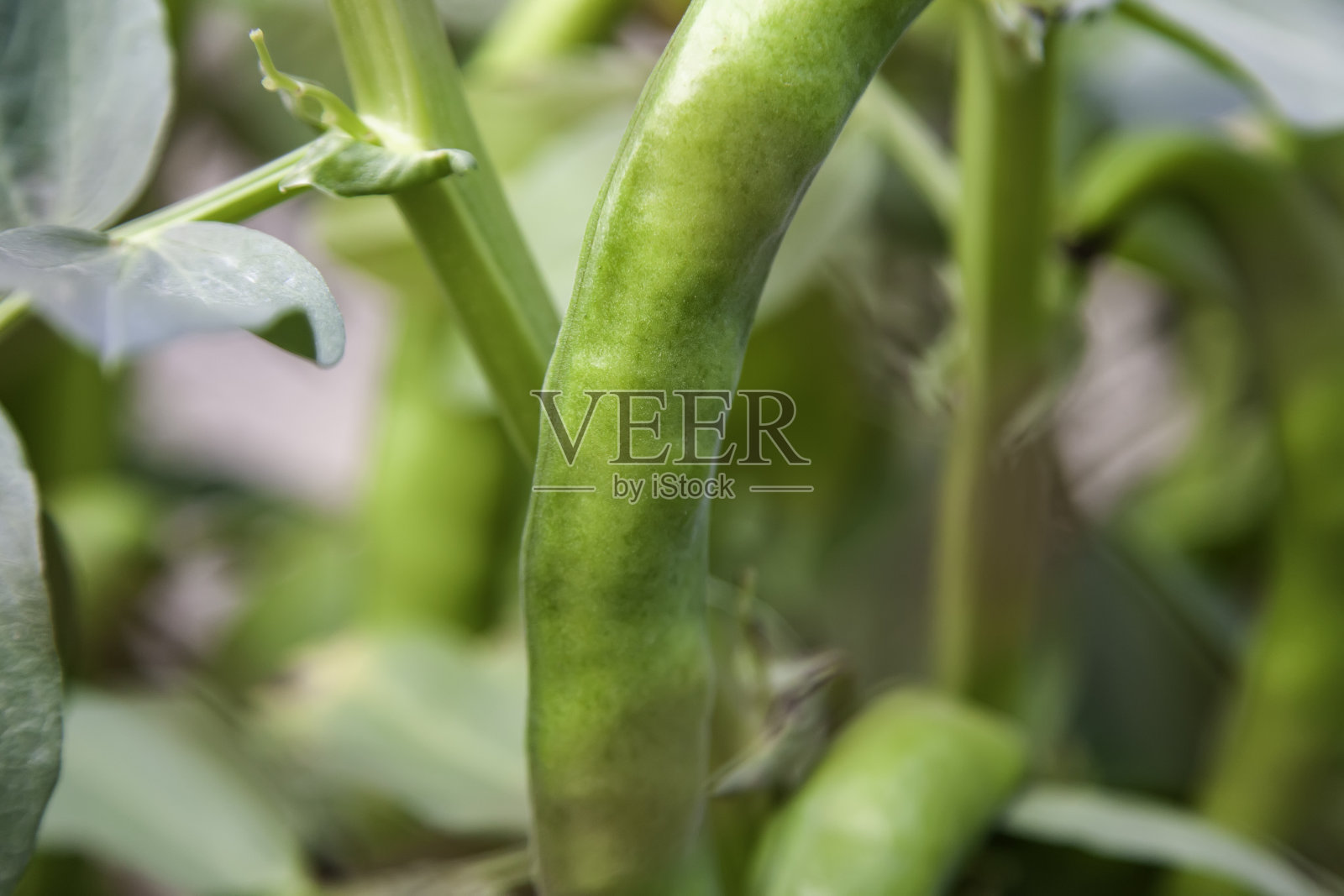 有机bean花园照片摄影图片