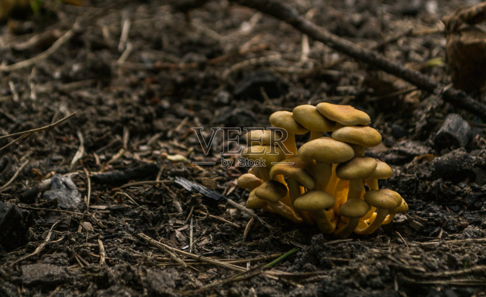 蘑菇照片摄影图片