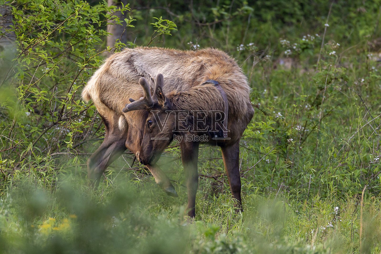 公牛每个照片摄影图片