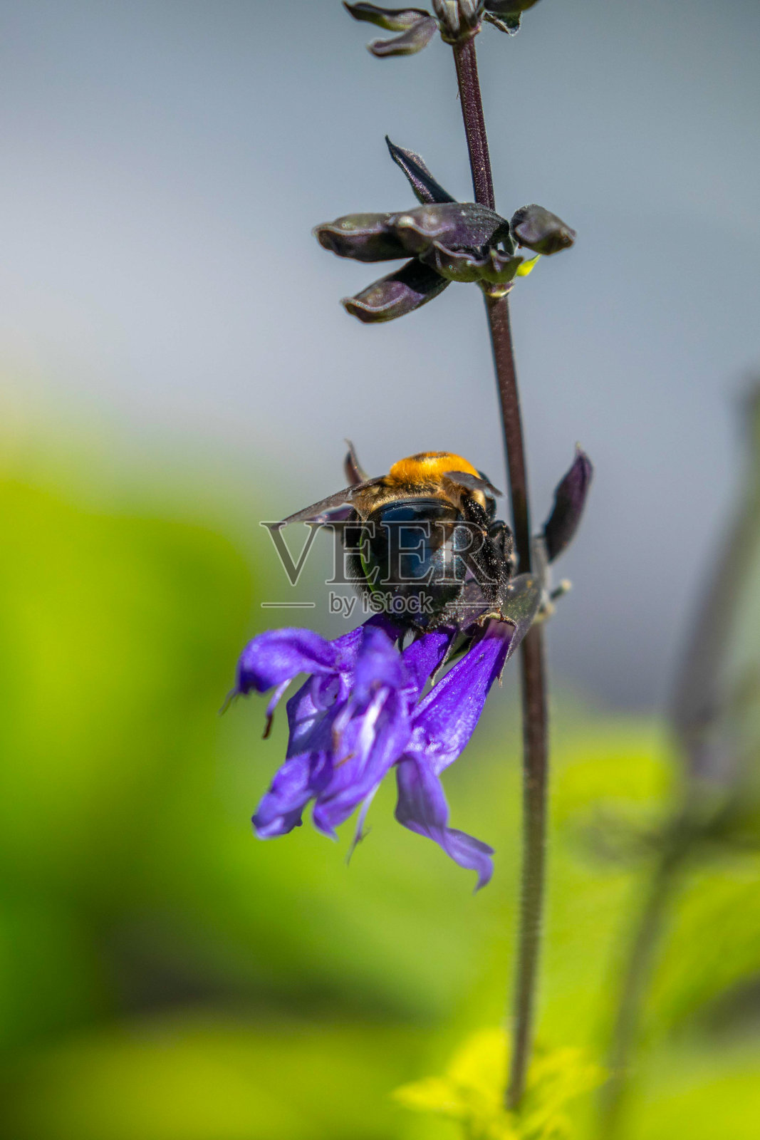 大黄蜂在给一朵紫色的花授粉照片摄影图片