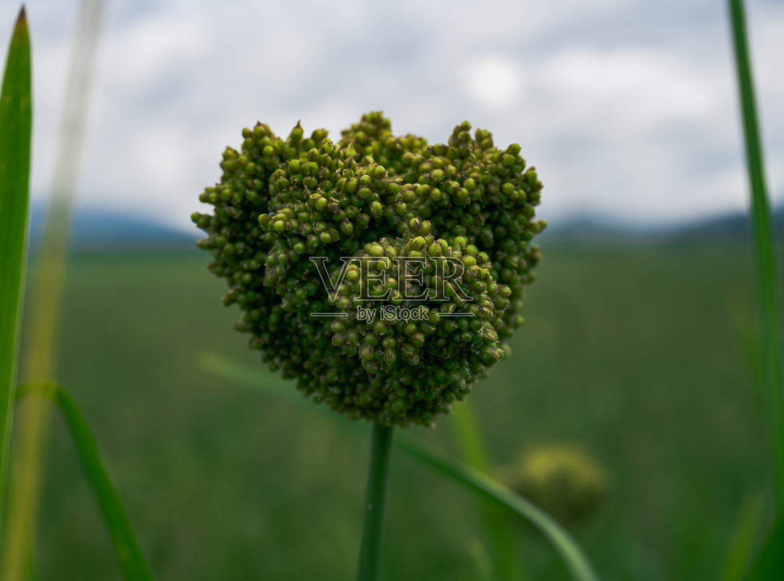 准备收割的谷子照片摄影图片