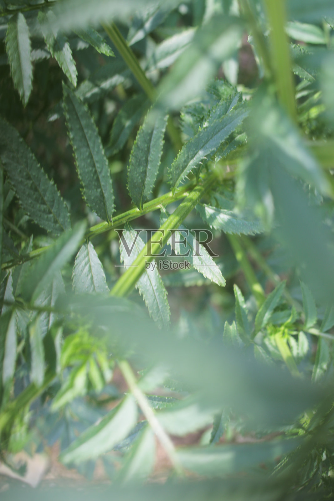 近宇宙树散焦抽象背景。宇宙植物(Cosmos bipinnatus)在印度尼西亚也被称为Randa Midang, Kenikir或ulam raja。照片摄影图片