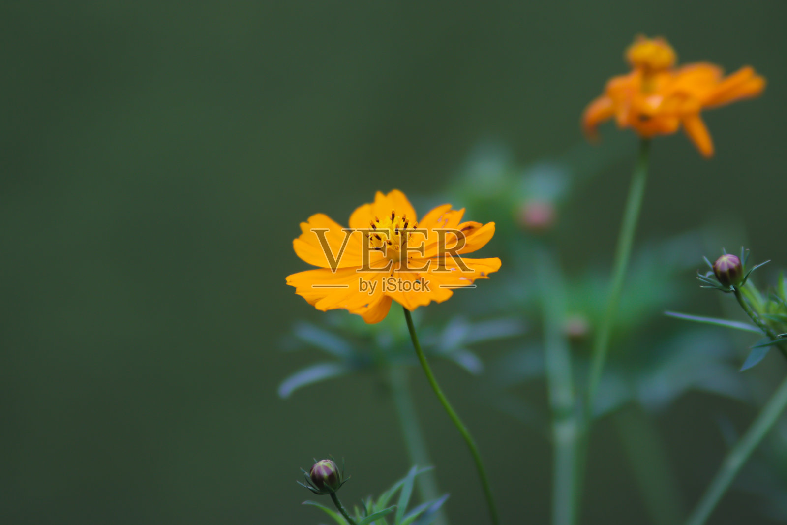 美丽的橙色宇宙花盛开在田野与模糊的背景。宇宙植物(Cosmos bipinnatus)在印度尼西亚也被称为Randa Midang, Kenikir或ulam raja。照片摄影图片