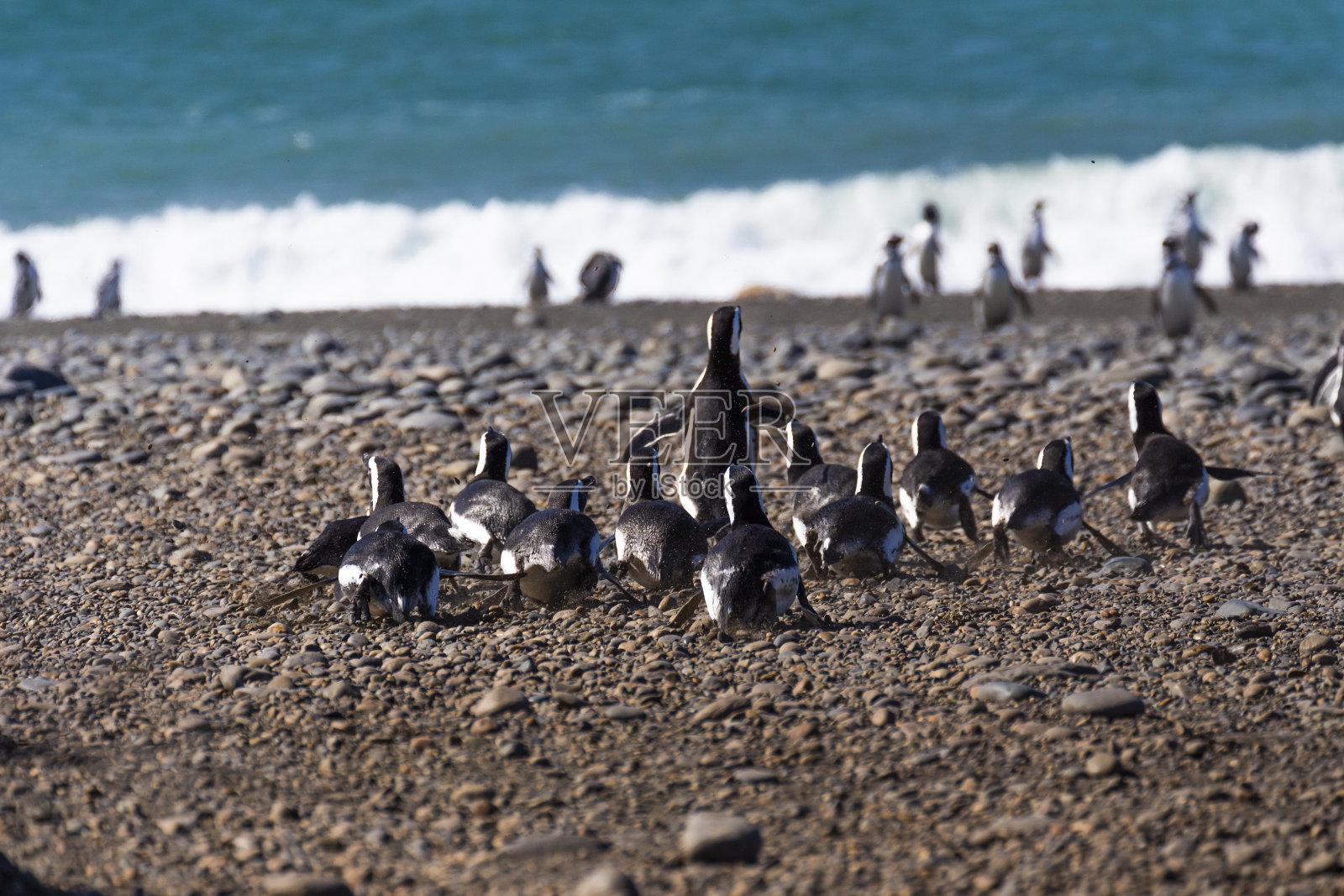 企鹅在pinguinera Faro Cabo Virgenes,阿根廷照片摄影图片