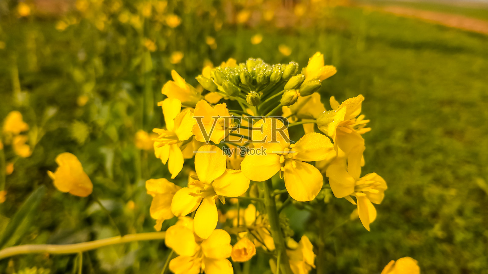 Yello芥花照片摄影图片
