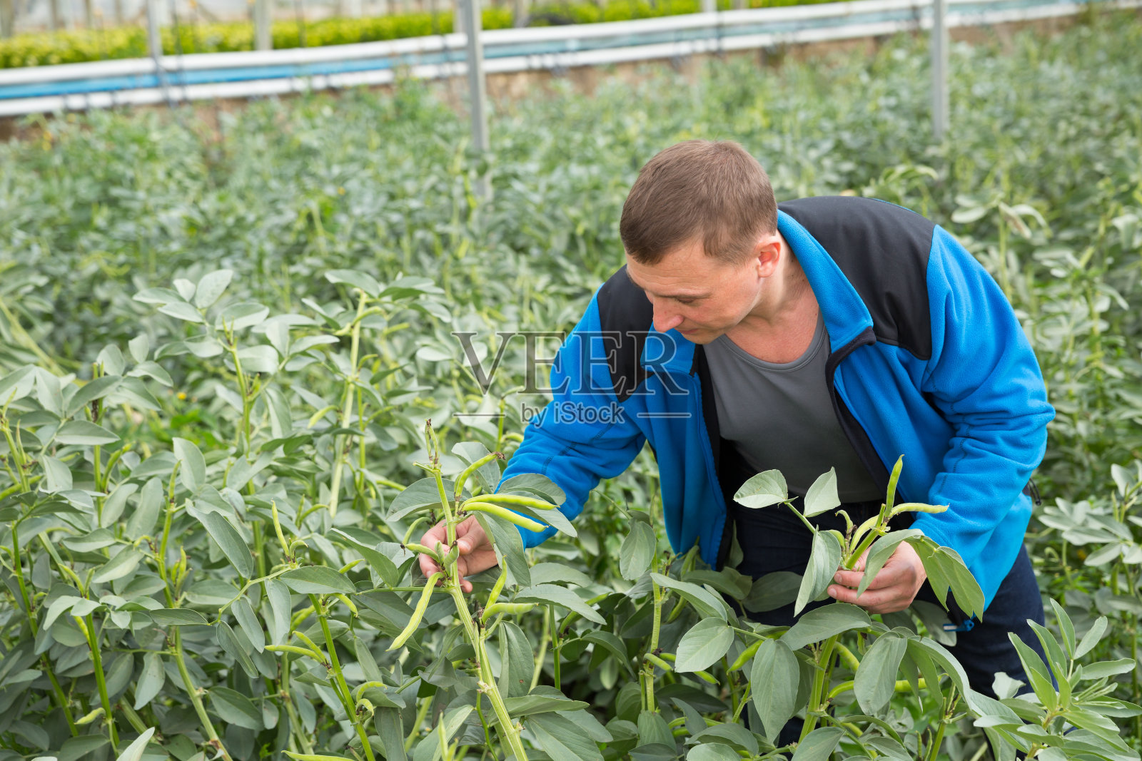 农民控制温室种植豆类的过程照片摄影图片