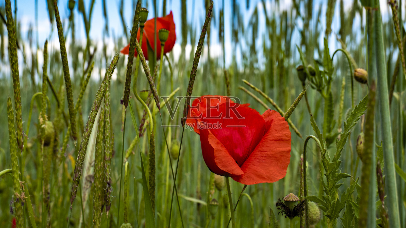 梦幻般的阳光下的巴伐利亚夏日景观照片摄影图片