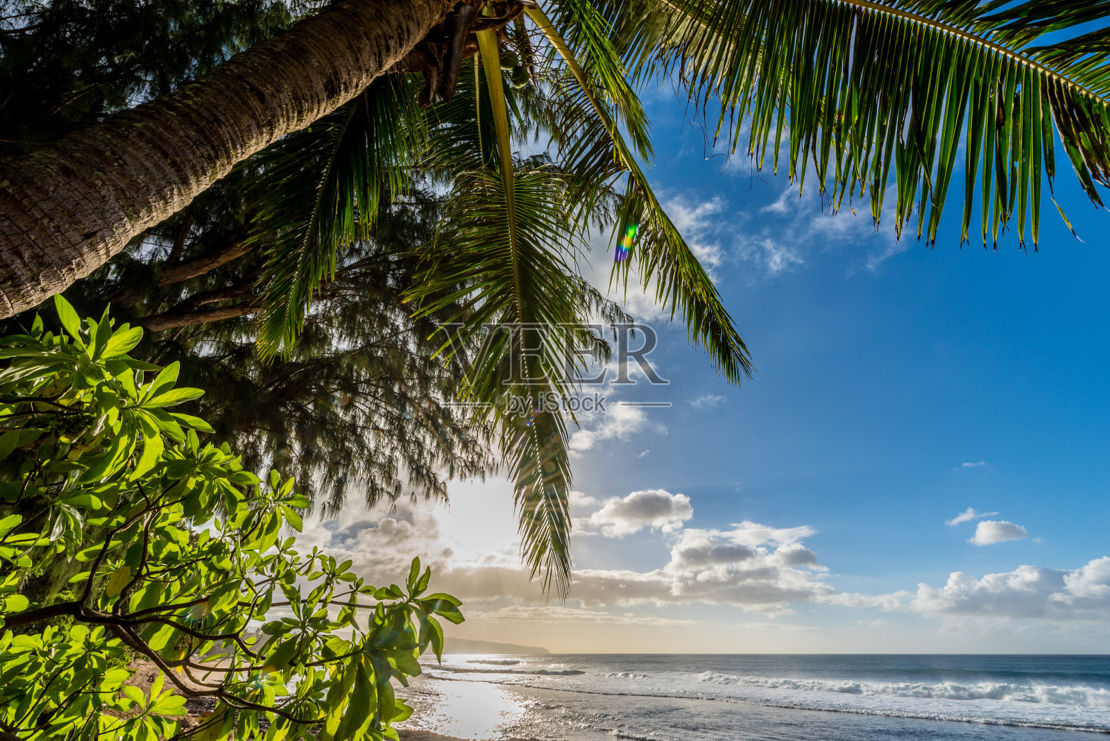 夏威夷日落海滩上的松树照片摄影图片
