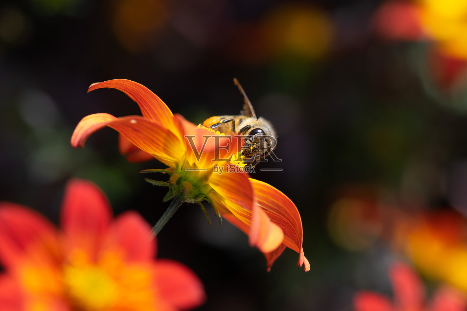 蜜蜂在花朵照片摄影图片