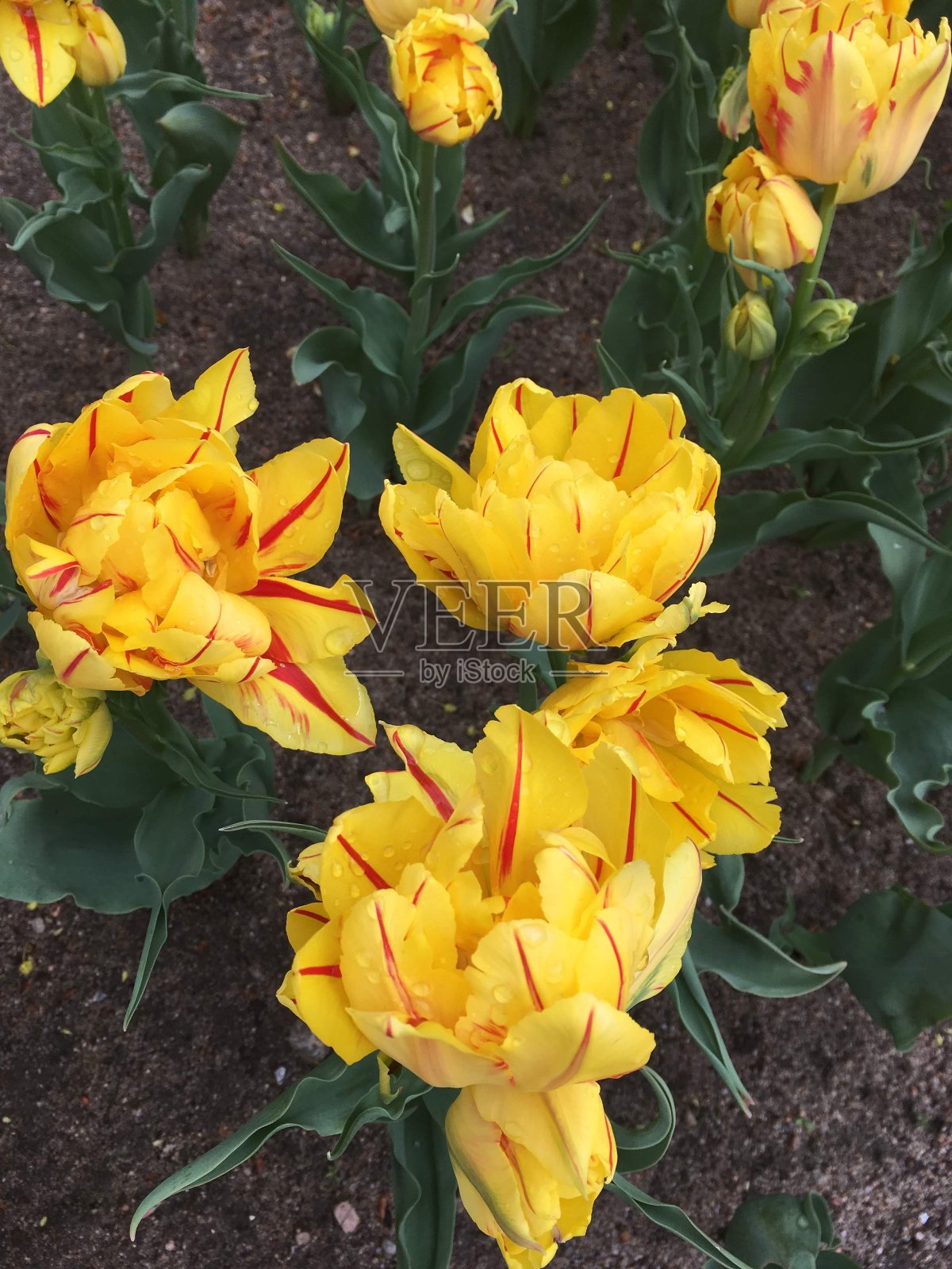 在中央公园的文化和休息在圣彼得堡埃拉金岛的郁金香节照片摄影图片