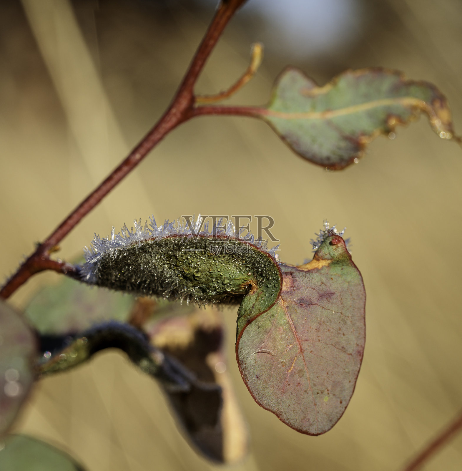 杰拉博贝拉西部自然保护区的桉树叶子上的霜冻,ACT, 2021年5月照片摄影图片