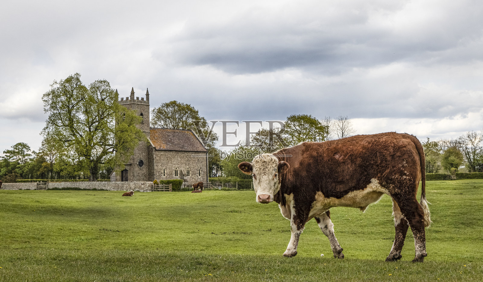 一幅赫里福德郡普雷斯顿韦恩乡村教堂前的田野上站立着一只赫里福德公牛的肖像。照片摄影图片