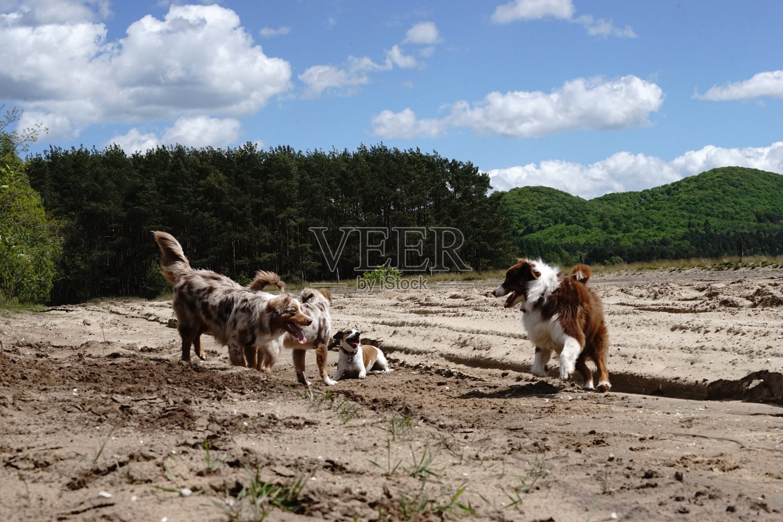 狗走照片摄影图片