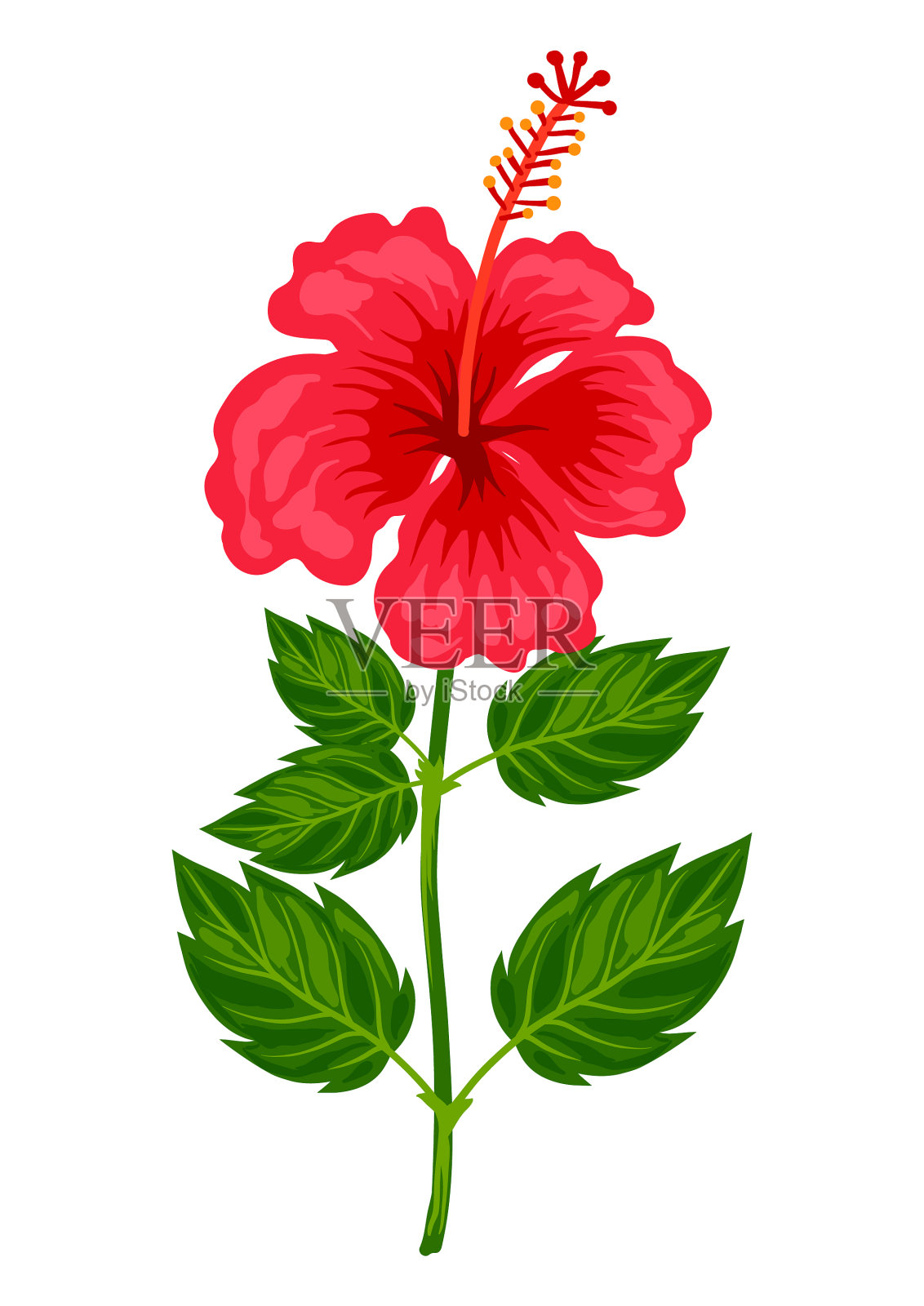 热带芙蓉花设计元素图片