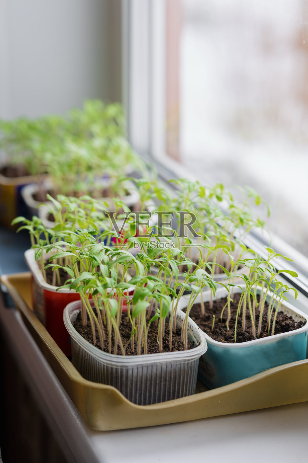 绿色植物在花盆中准备园艺季节,幼苗的幼苗照片摄影图片
