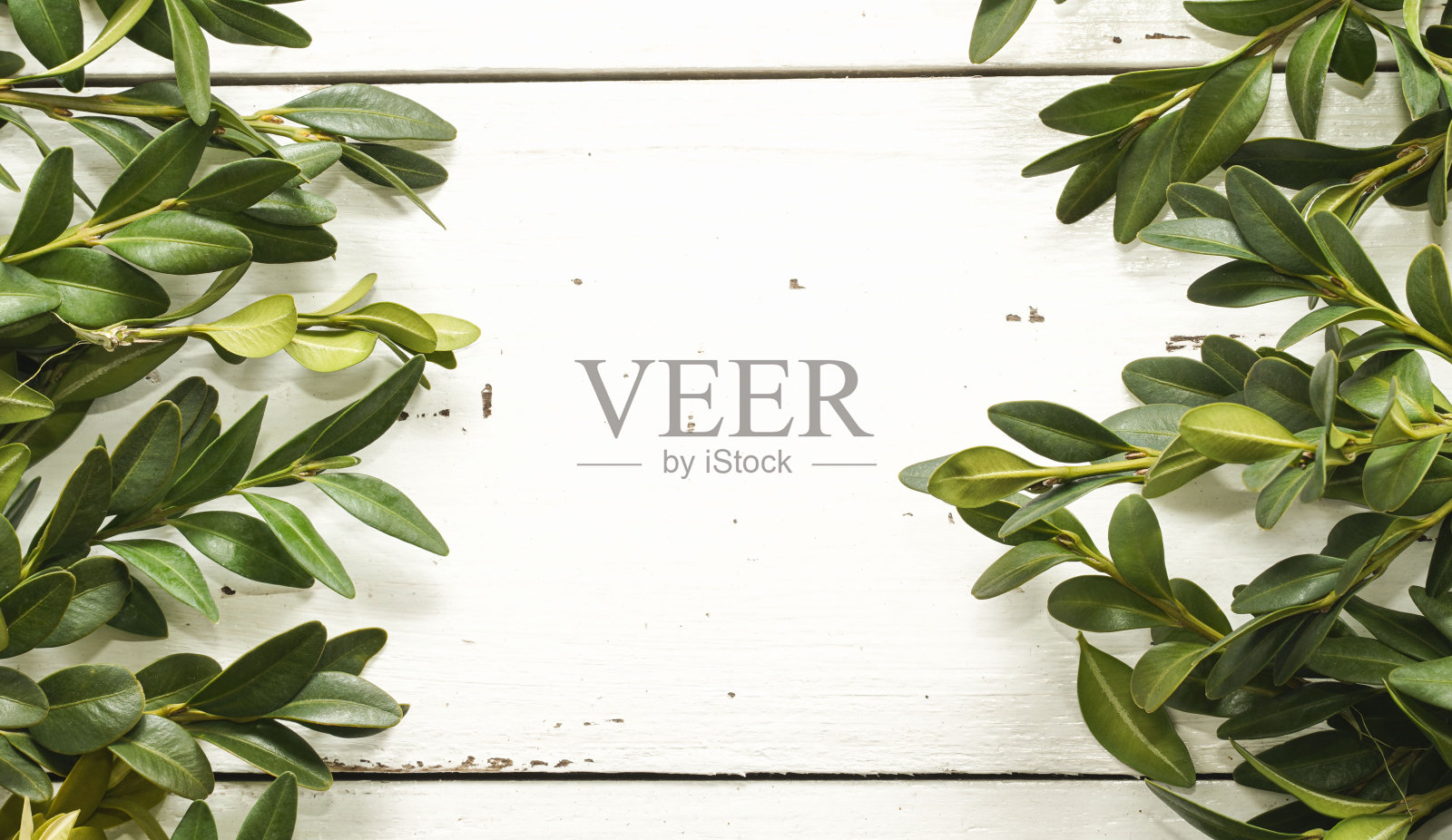 横幅。创意框架边框卡与一束绿色黄杨木树枝在白色木制乡村背景。为文本复制空间。广告、店铺销售理念。照片摄影图片