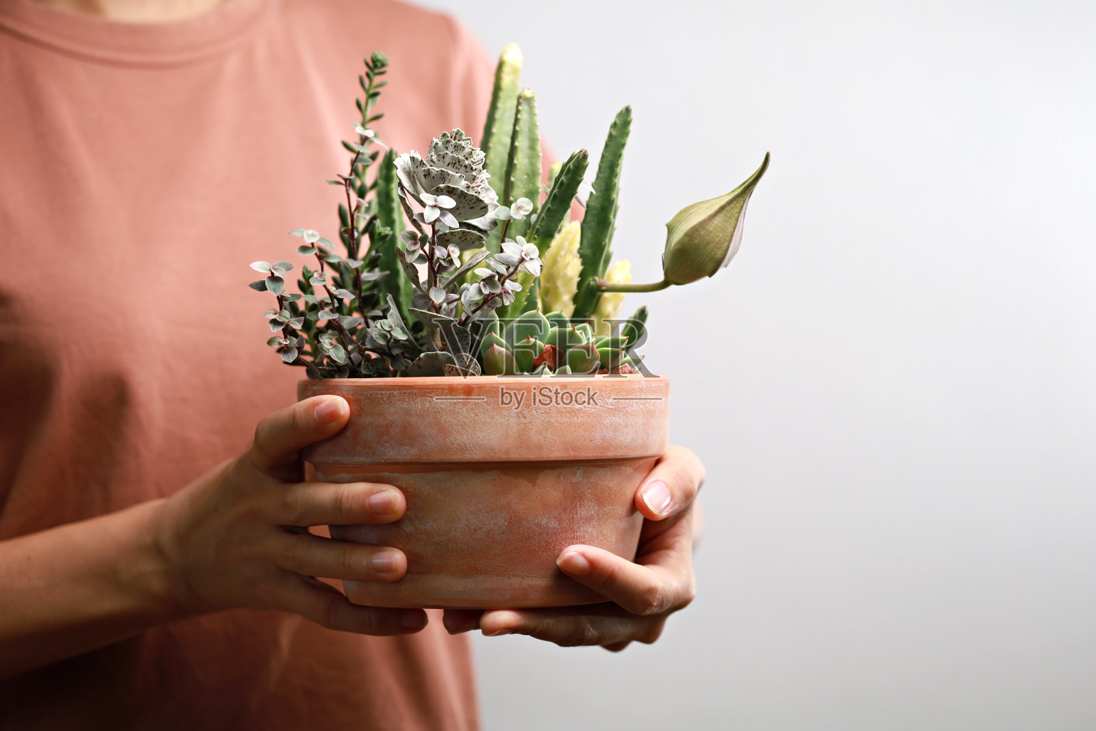 女性抱着混合多肉盆栽的裁剪图像照片摄影图片