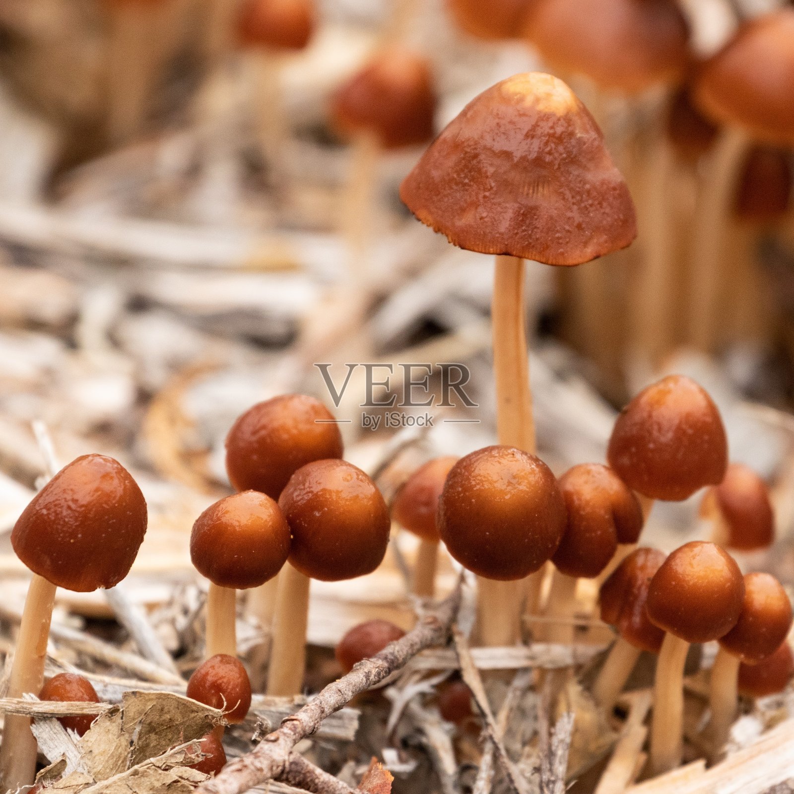 毒菌照片摄影图片