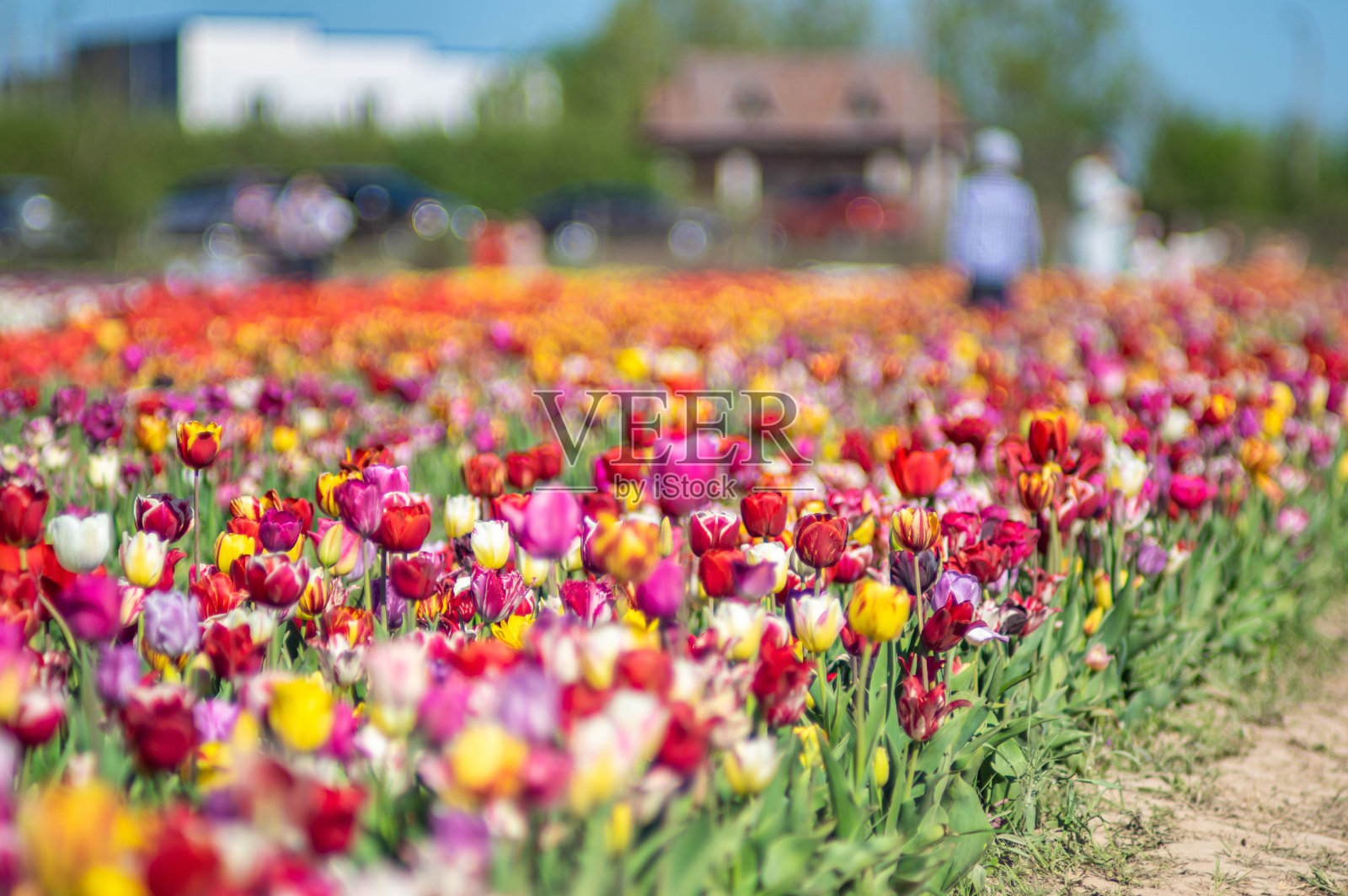 田野上一排水平的彩色郁金香照片摄影图片
