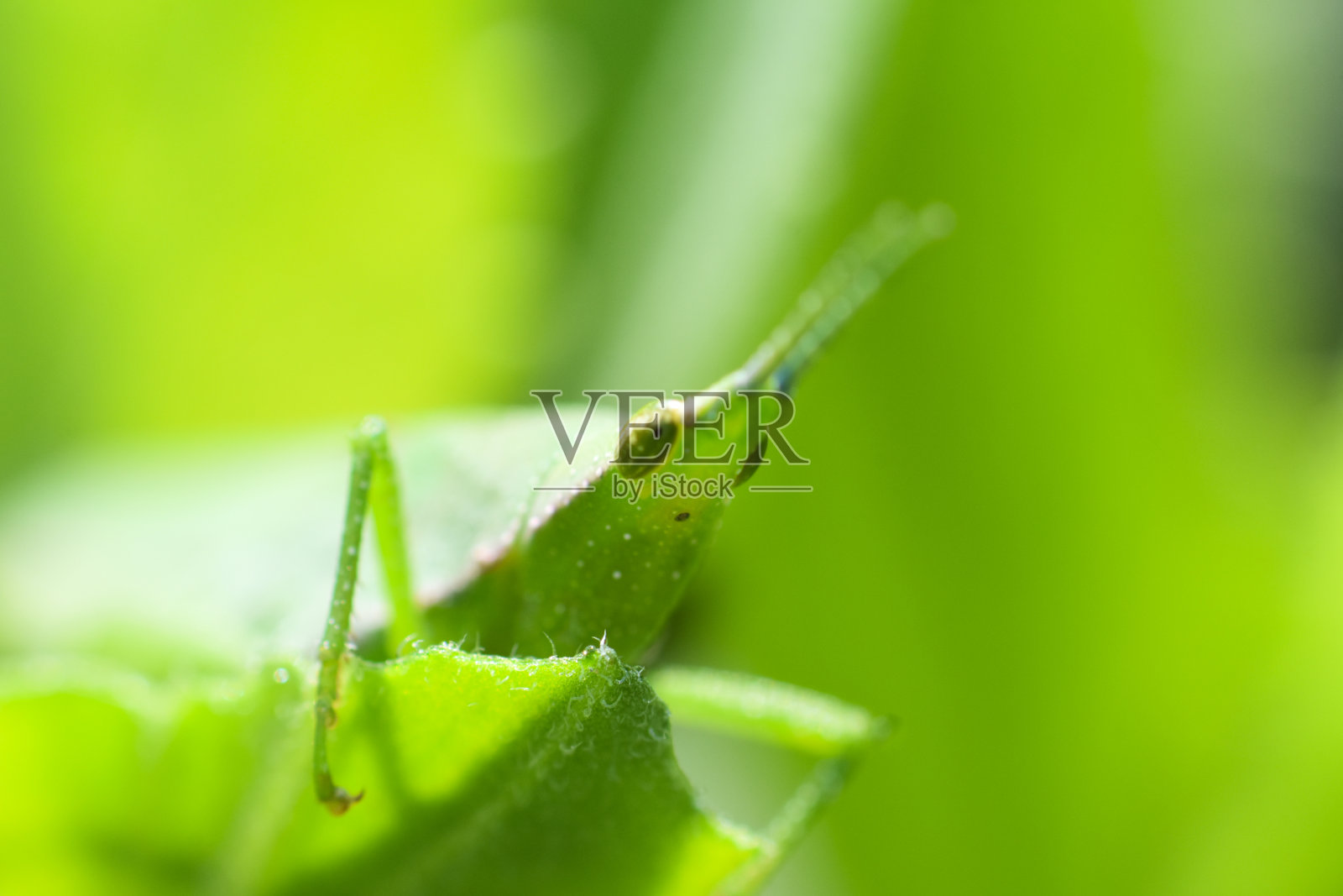 白草,俗称北方草照片摄影图片