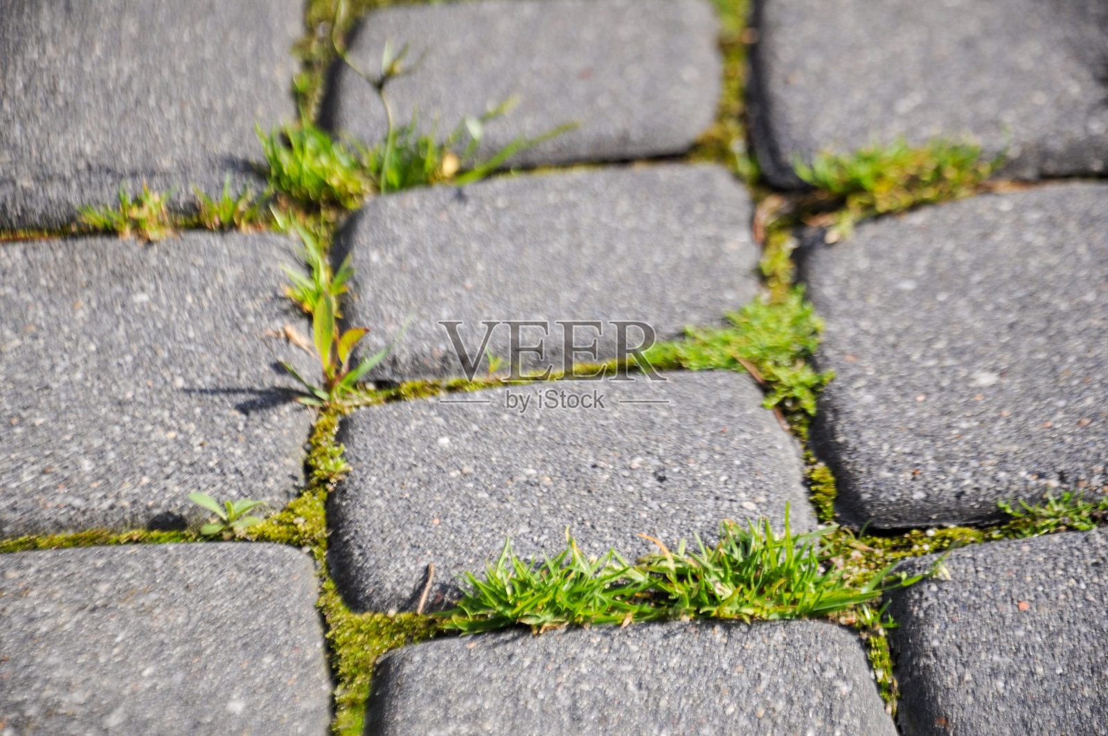 绿色的杂草长在砖砌的人行道上。大自然的力量照片摄影图片