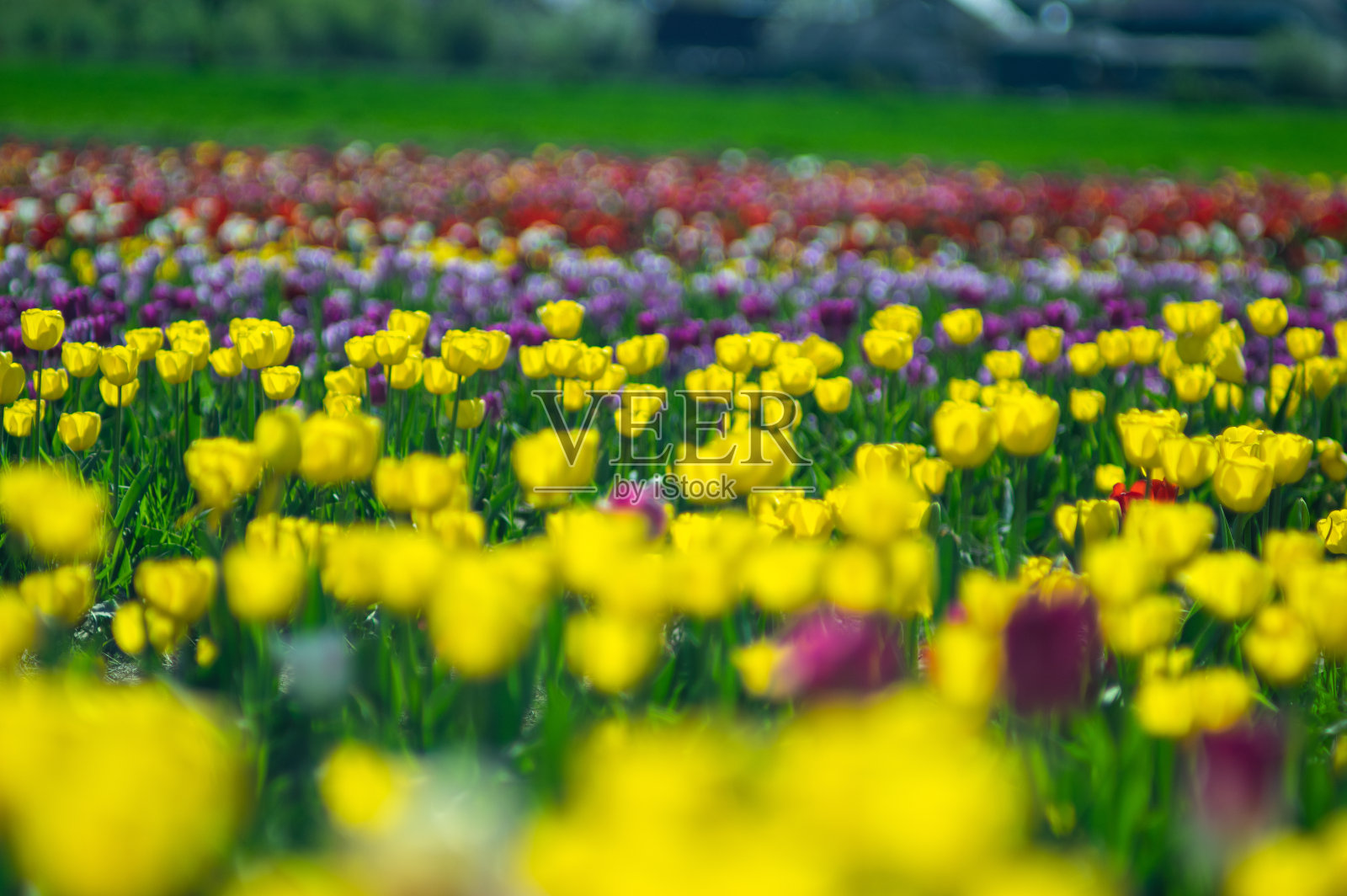 春天美丽的黄色郁金香的背景照片摄影图片