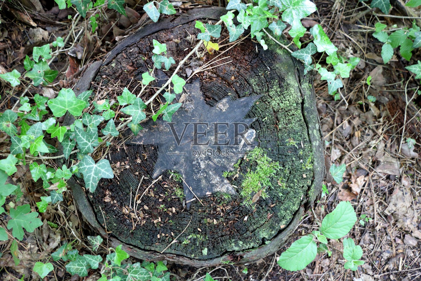 小树干被砍断的小树干照片摄影图片