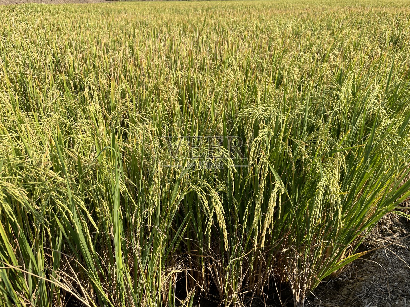 场格局。照片摄影图片