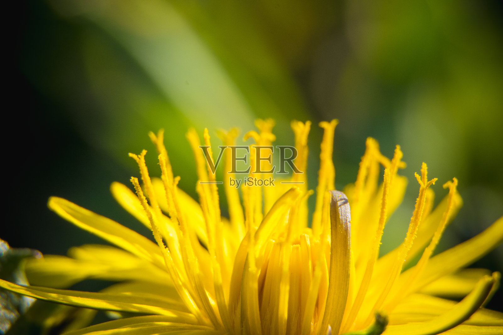 蒲公英照片摄影图片