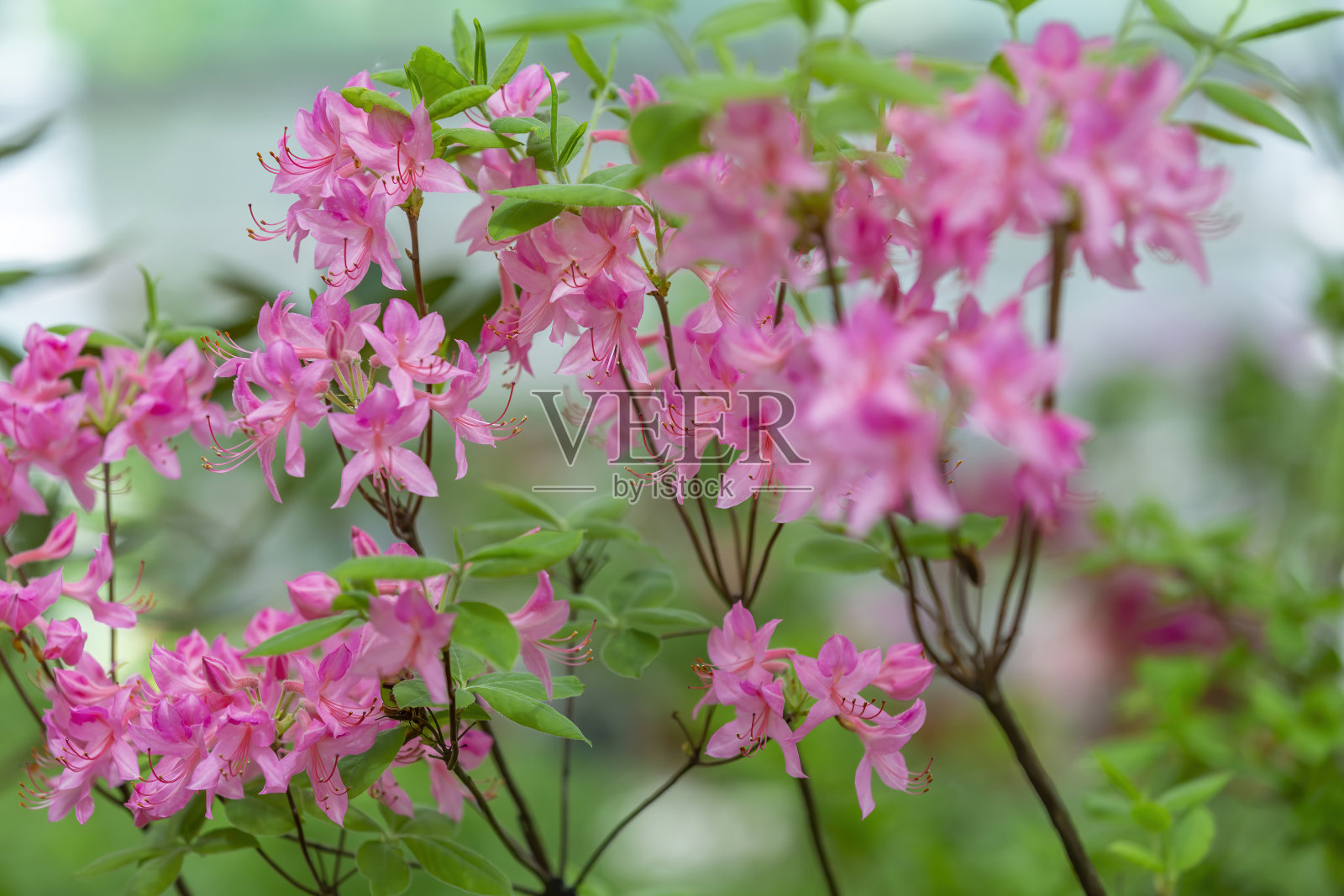 植物园里鲜艳的杜鹃花盛开得如诗如画照片摄影图片