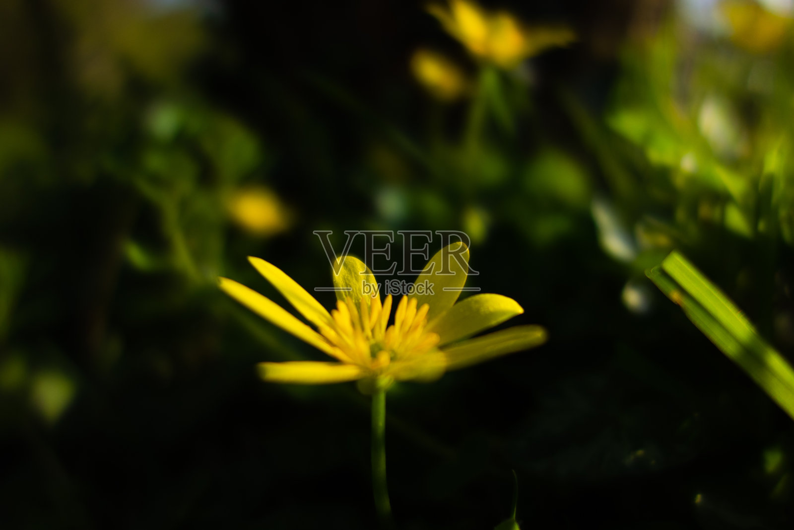 毛茛属植物的黄色花朵照片摄影图片