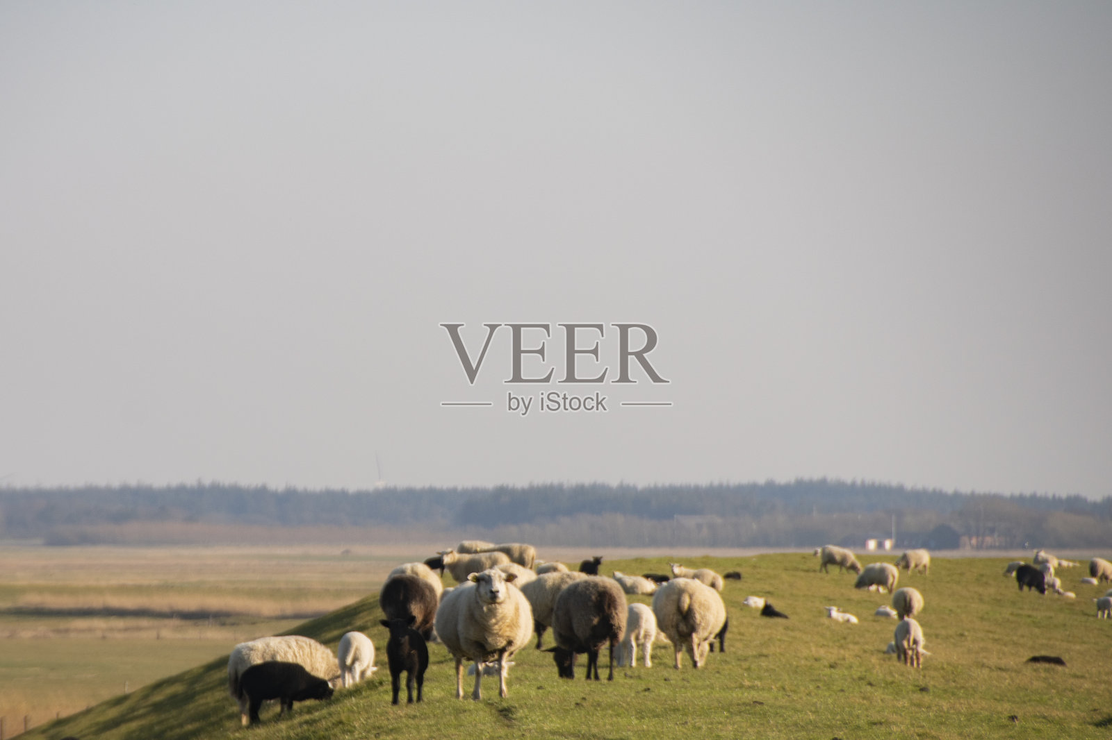 丹麦西南海岸的瓦登海照片摄影图片