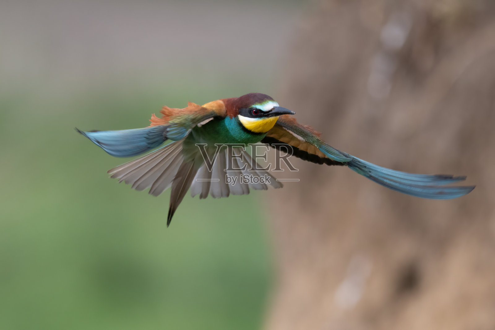 彩色的食蜂鸟在飞行梅洛普蜂飞照片摄影图片
