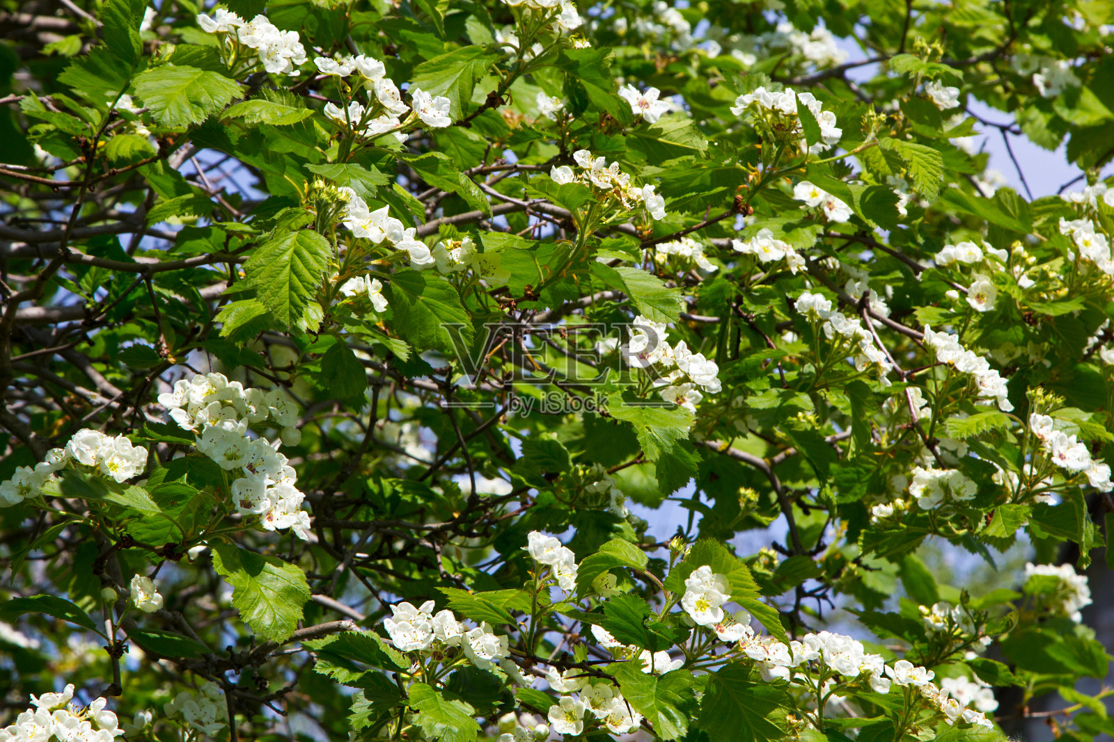 山楂的花朵照片摄影图片