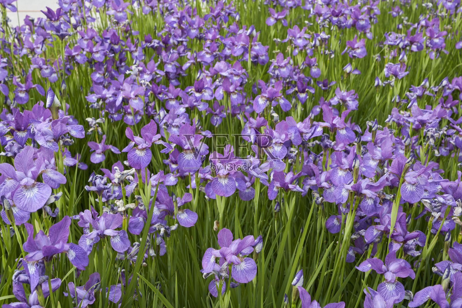 紫花鸢尾照片摄影图片