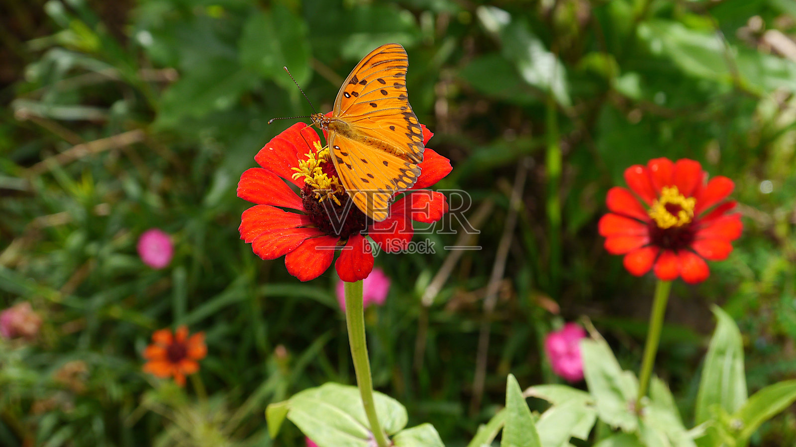 红色百日草上的一只橙色蝴蝶照片摄影图片