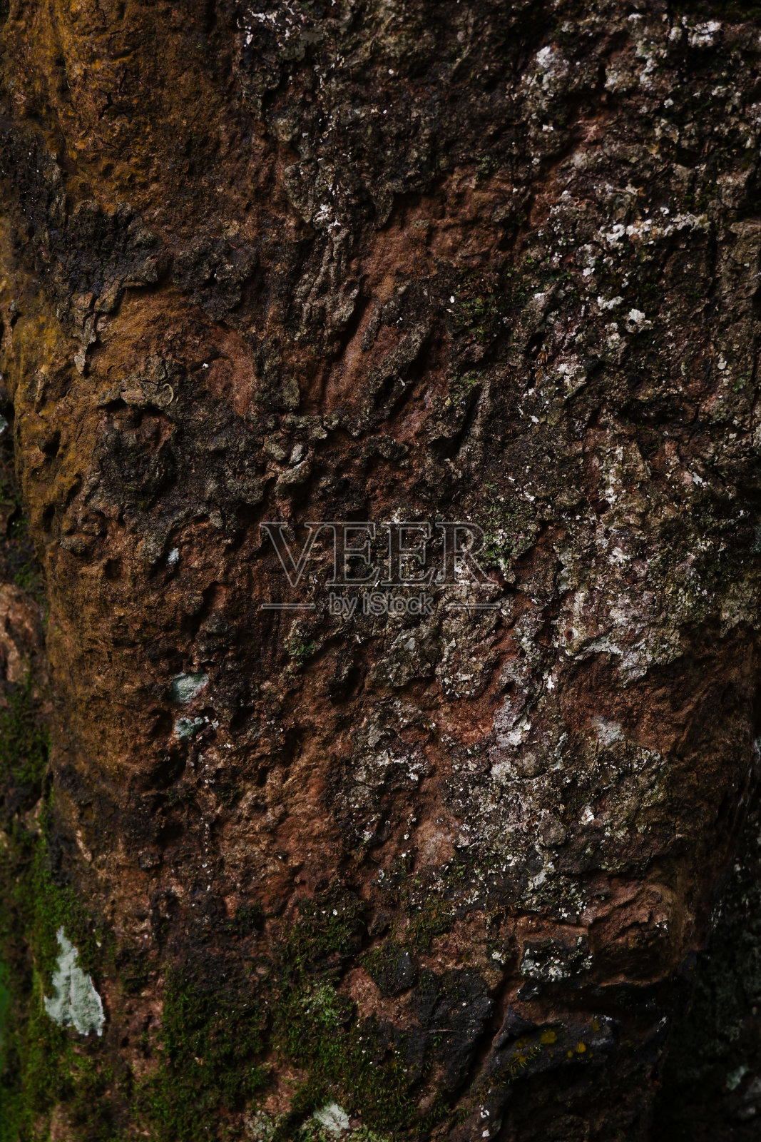 近距离的木材纹理的树在花园里,作为背景照片摄影图片