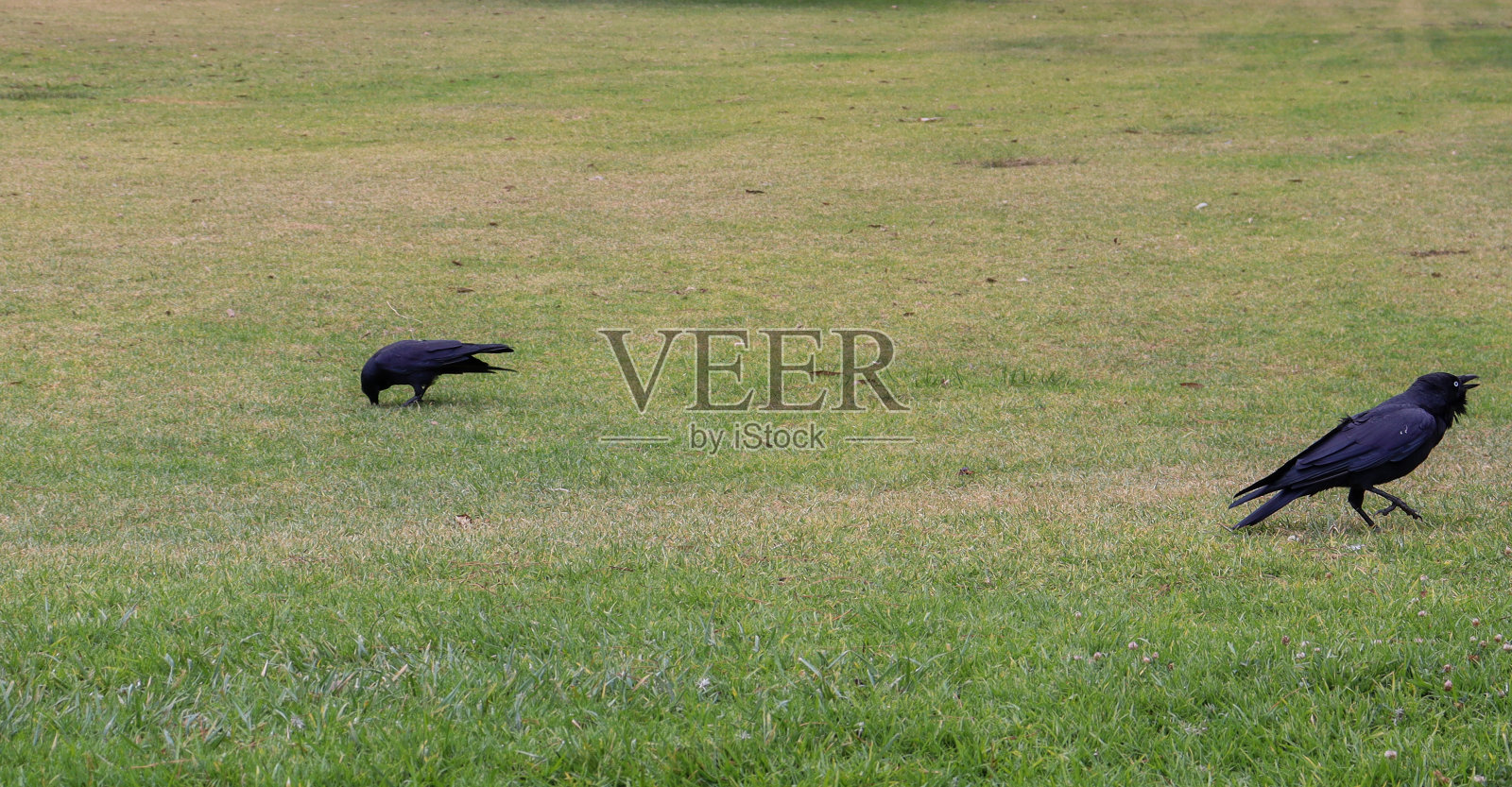 两只乌鸦在绿色的草地上照片摄影图片