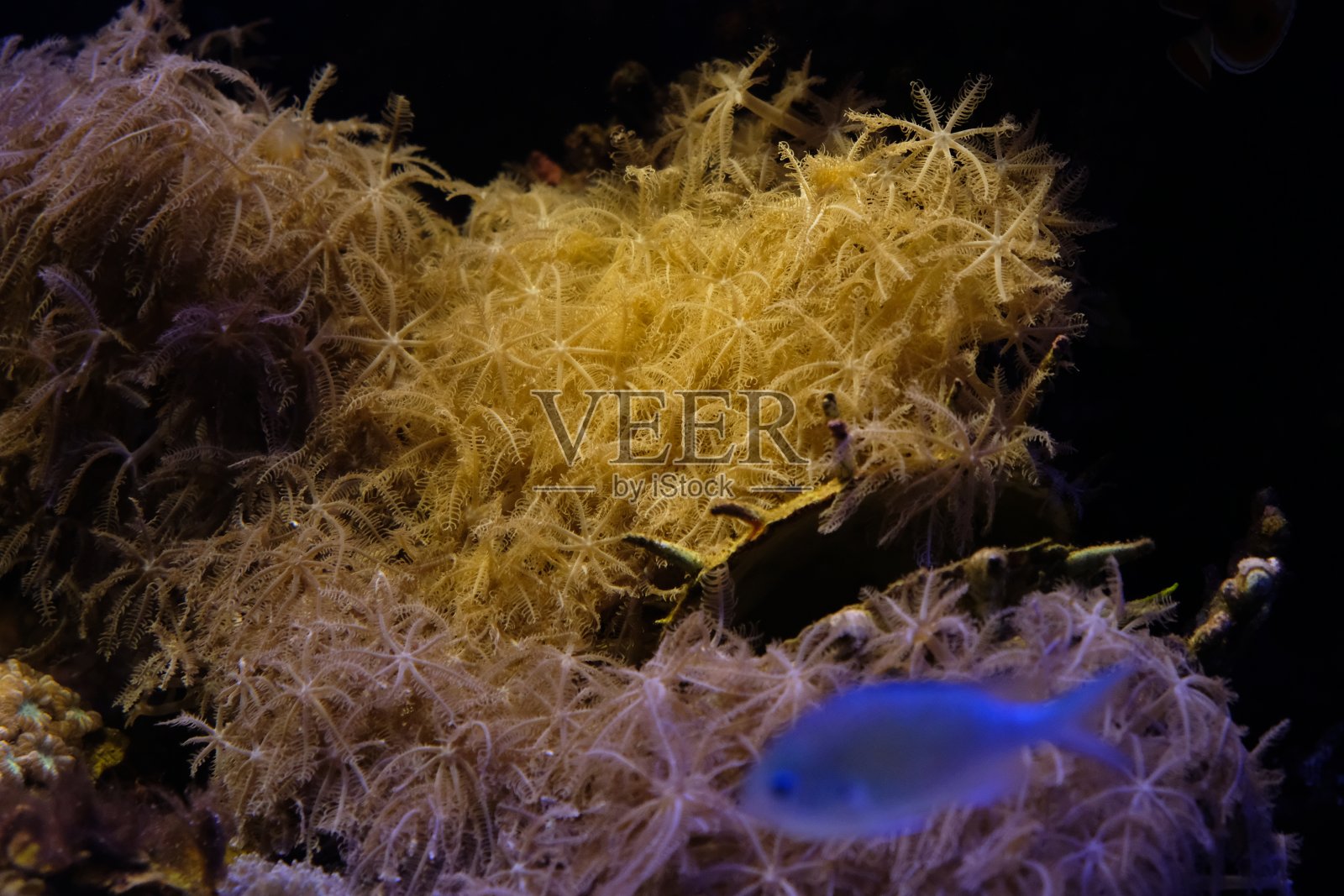 红海中的水下珊瑚礁照片摄影图片