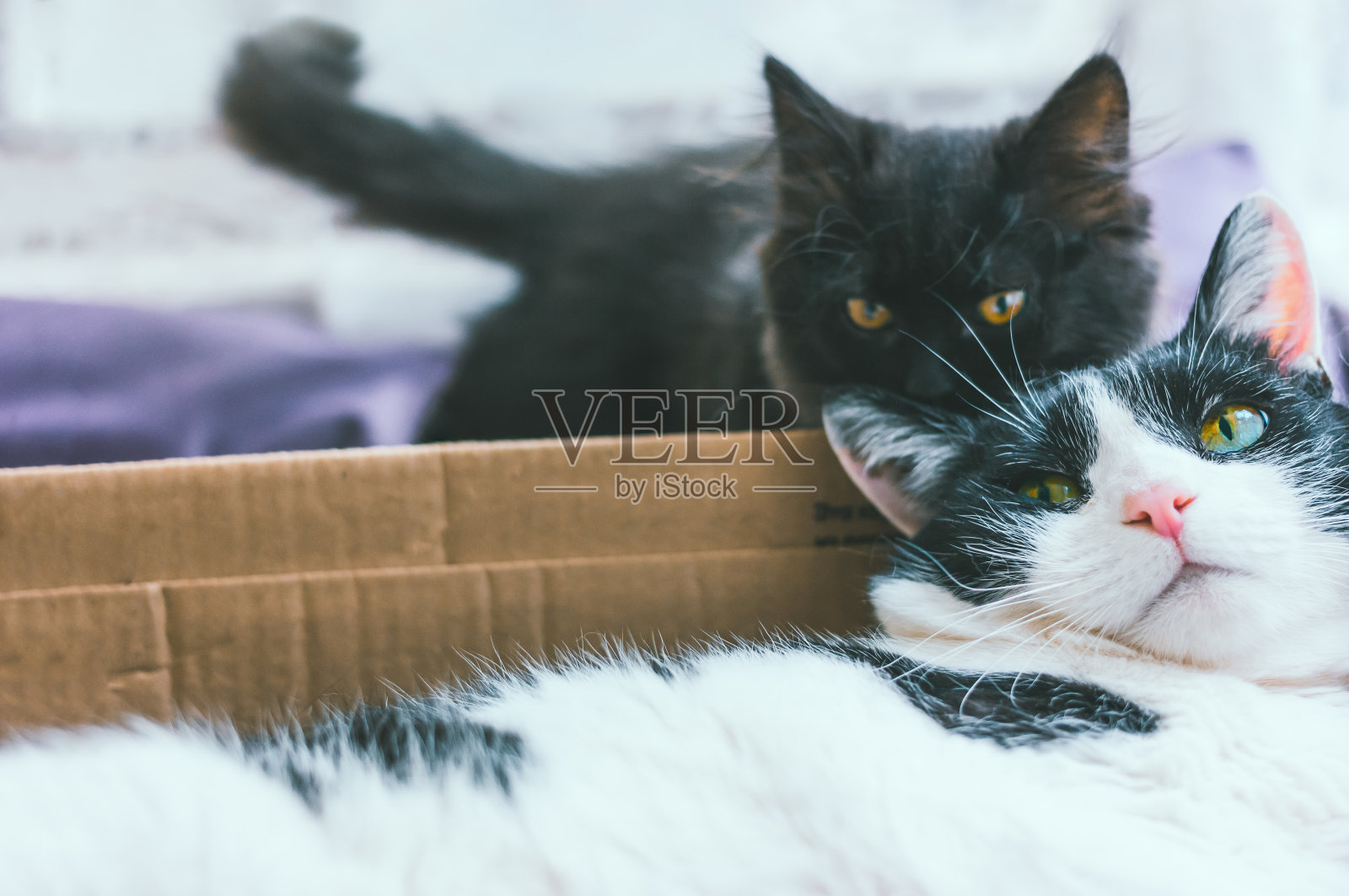 灰色的小猫咪和躺在屋子里的硬纸盒里的黑白相间的老猫玩耍或打架。动物之间的关系,养一只小猫照片摄影图片