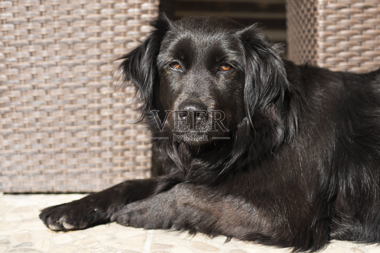 友善的狗在夏天的阳光下休息。照片摄影图片