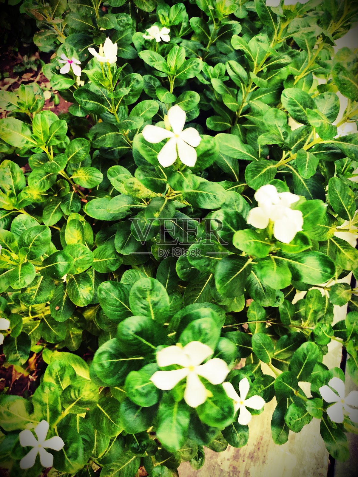 小长春花照片摄影图片