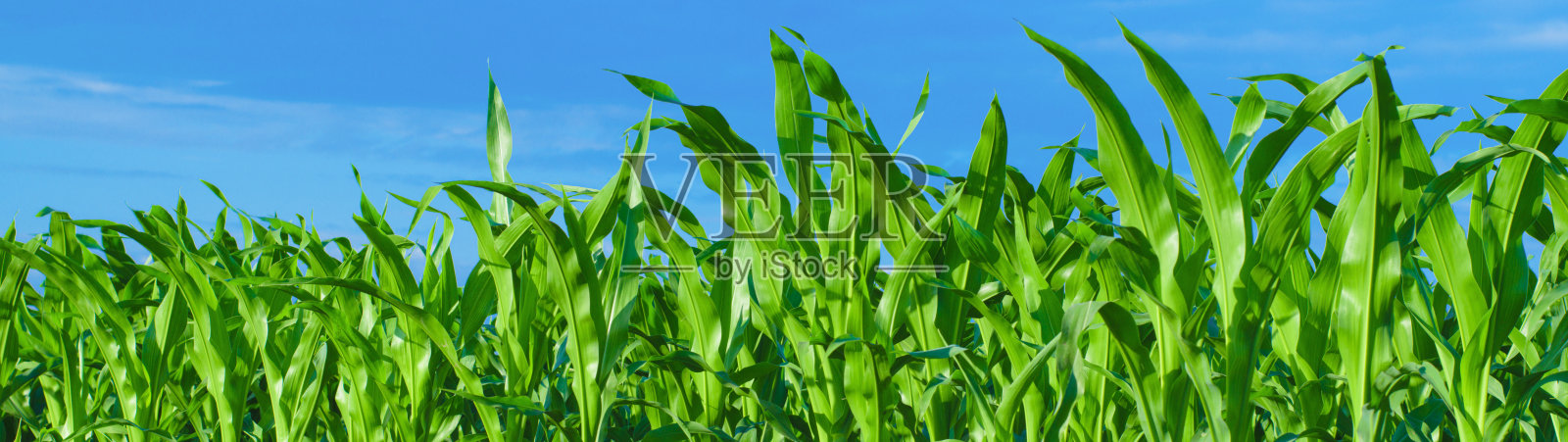 绿色的玉米地和蓝天全景旗帜照片摄影图片