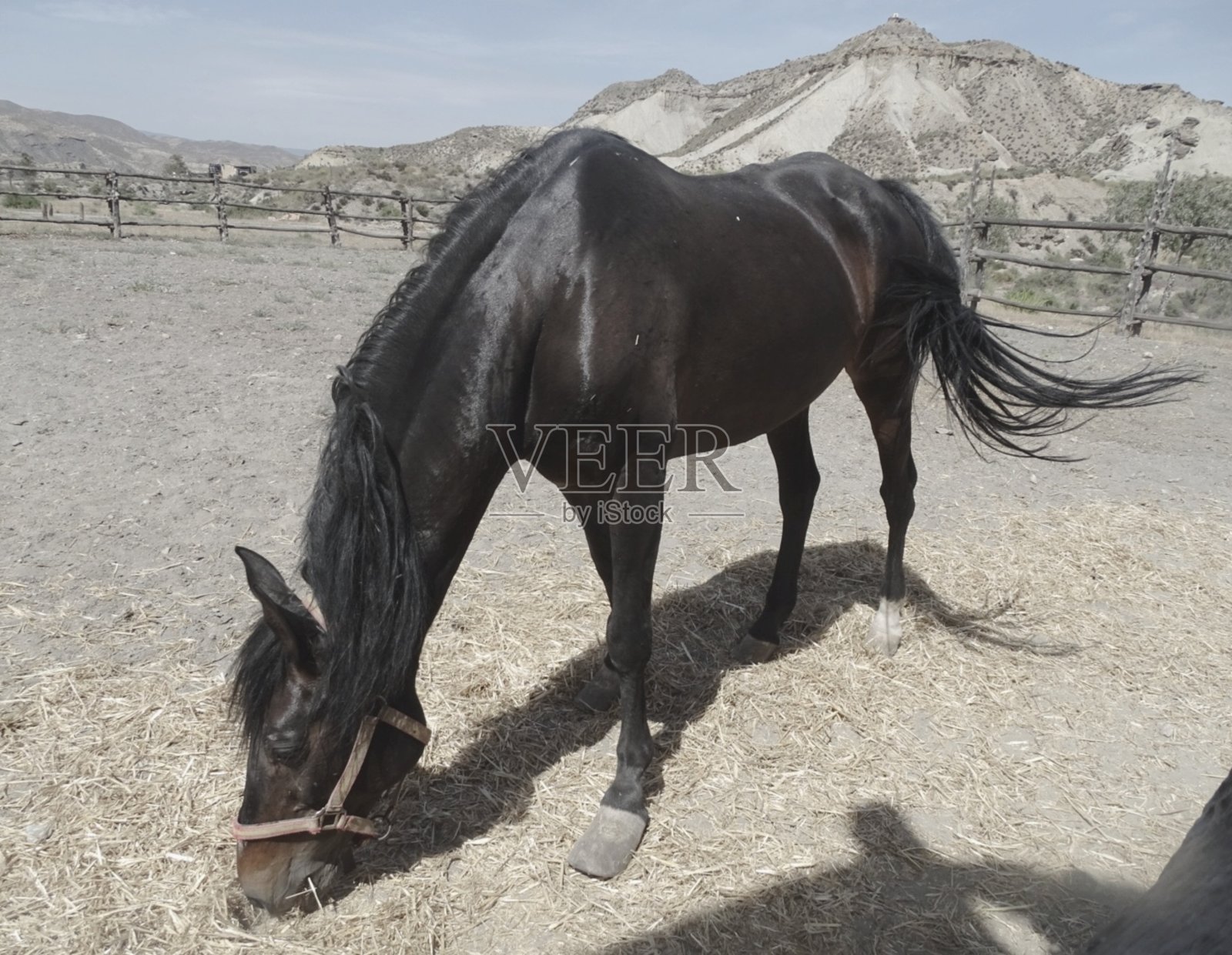 马照片摄影图片