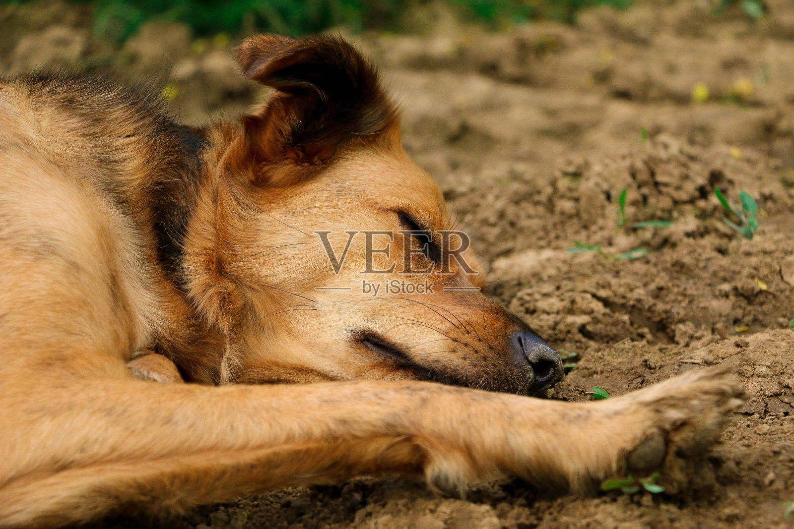 一只漂亮的杂交牧羊犬正躺在沙滩上睡觉照片摄影图片